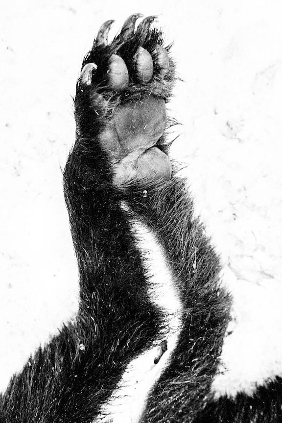 Untitled - Wombat - The Photography and Art Box